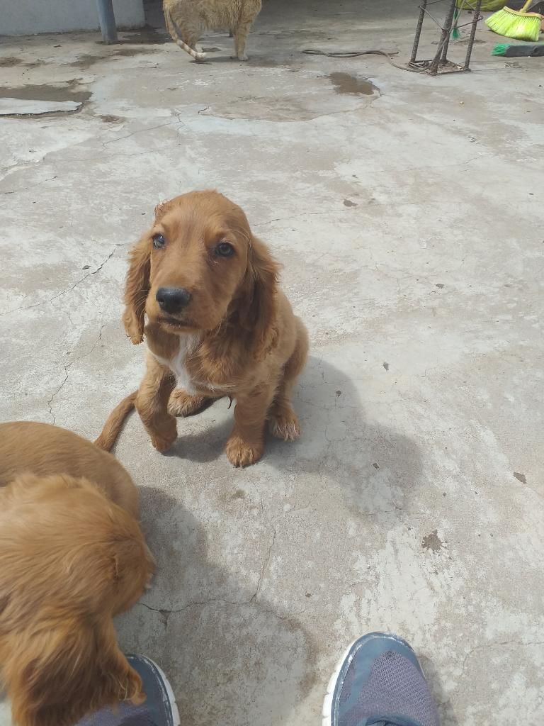 Cachorros Cocker Spaniel