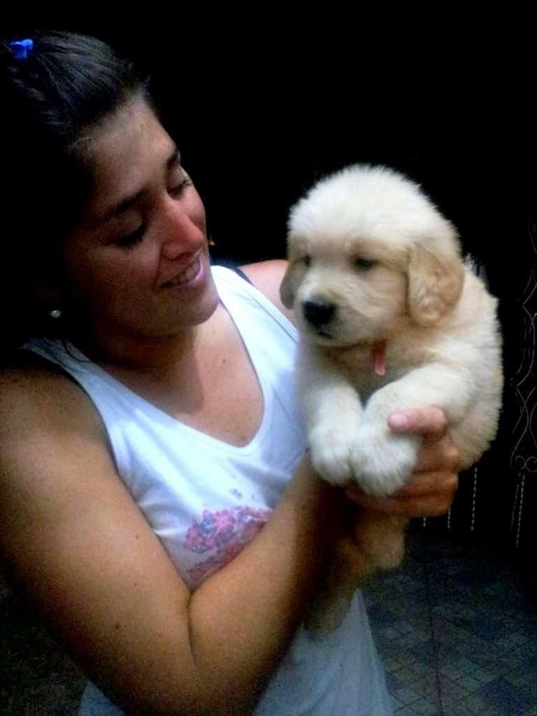 Cachorros Golden Retriever