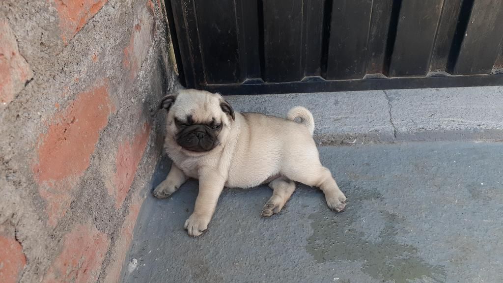 Cachorros PUG CARLINO