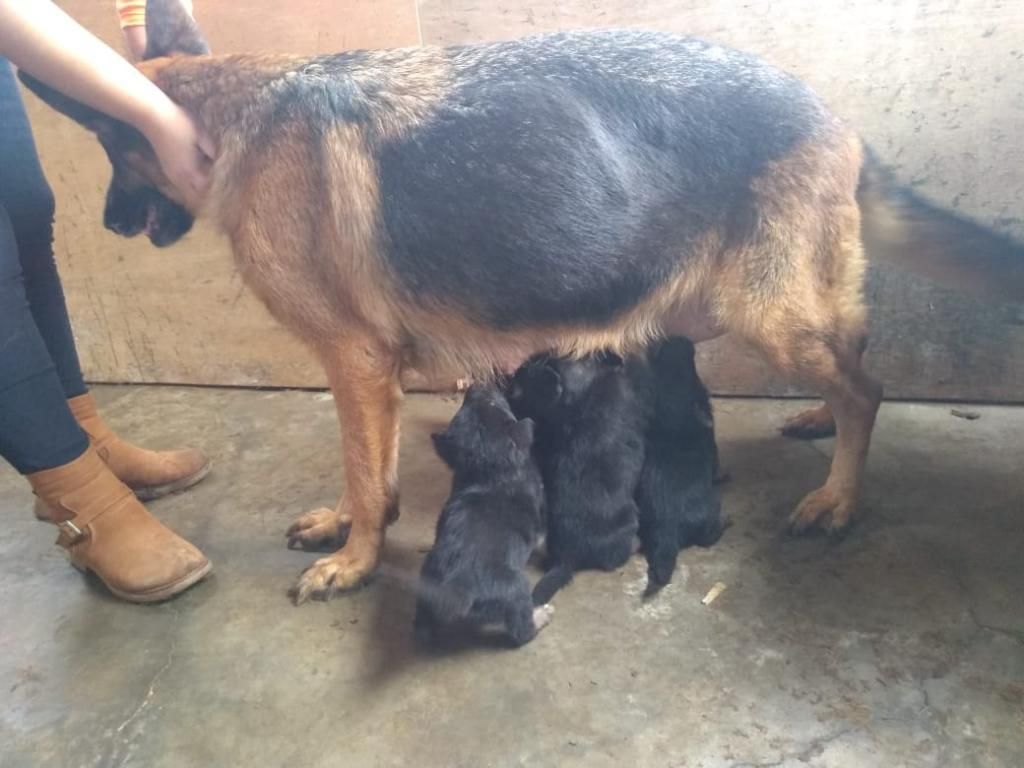 Cachorros Pastor Alemán