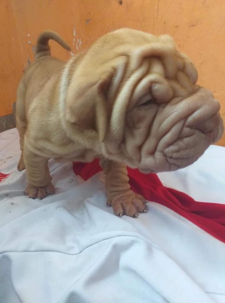 Cachorros Sharpei