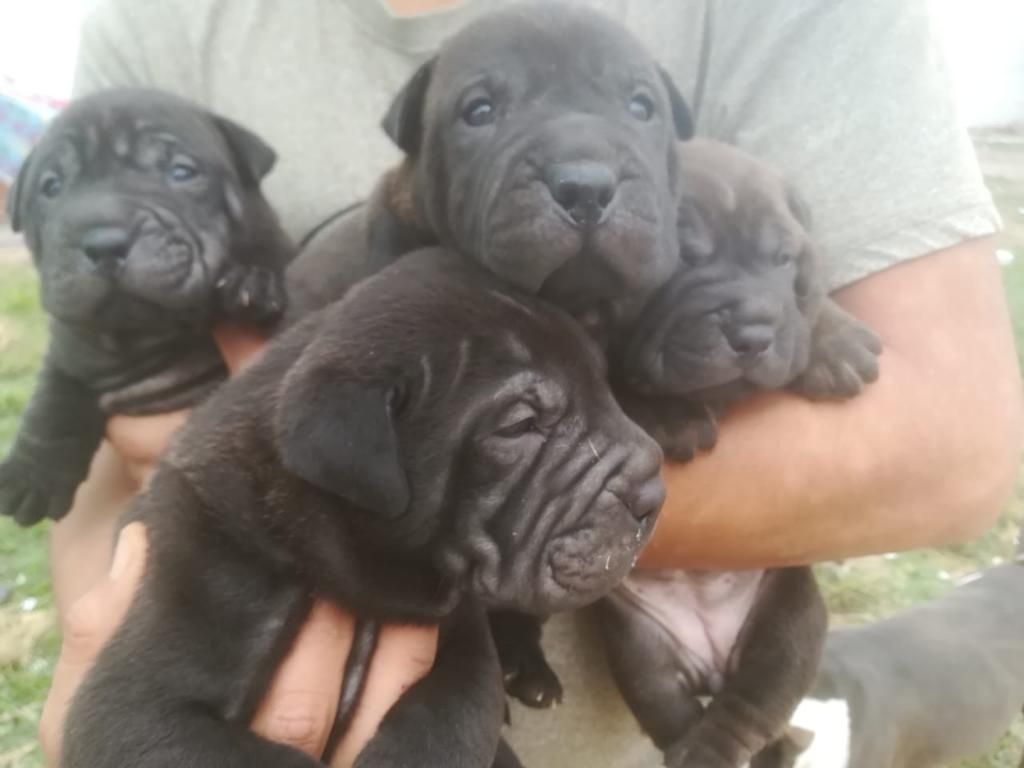 Cachorros Sharpei Chinos