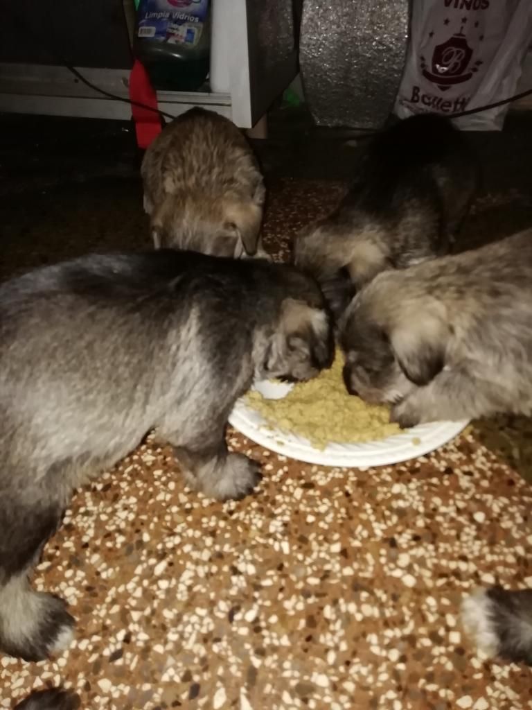 Cachorros de Schnauzee