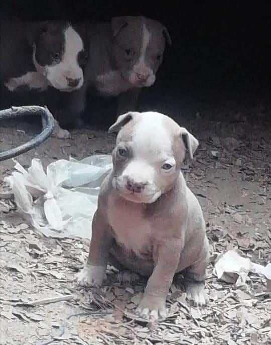 Cachorros pitbulls Macho y Hembra