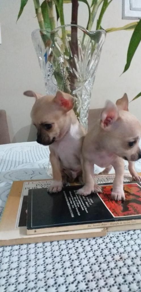 Chihuahua Lindos Cachorrito Toy Enanitos