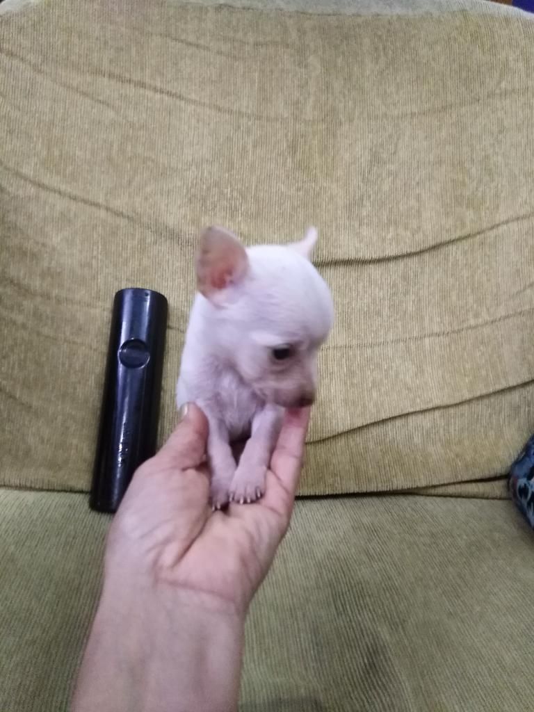 Chihuahua Toy Macho