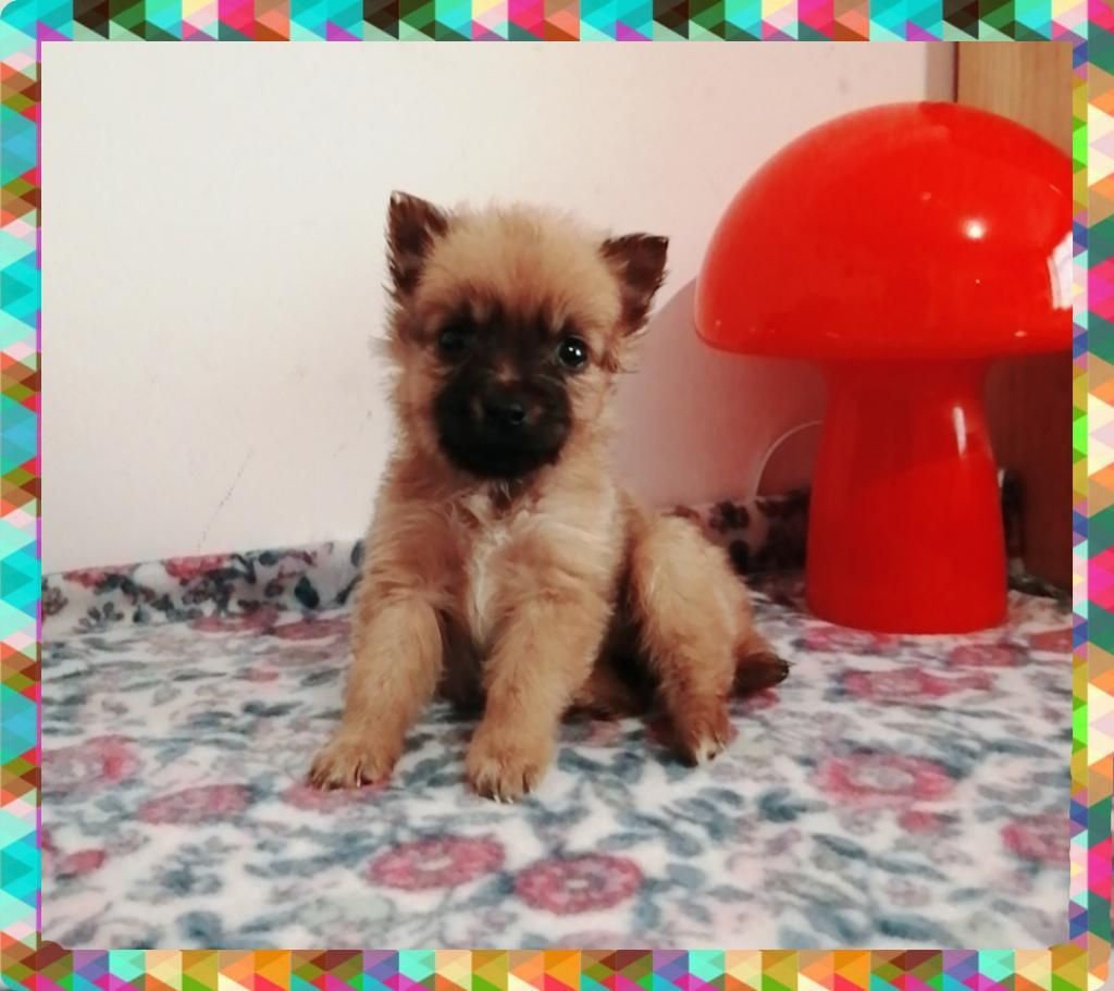 Chihuahua de Pelo Toy