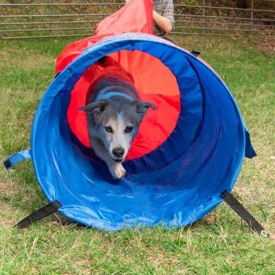 Circuito de Agility para perros a 300 soles