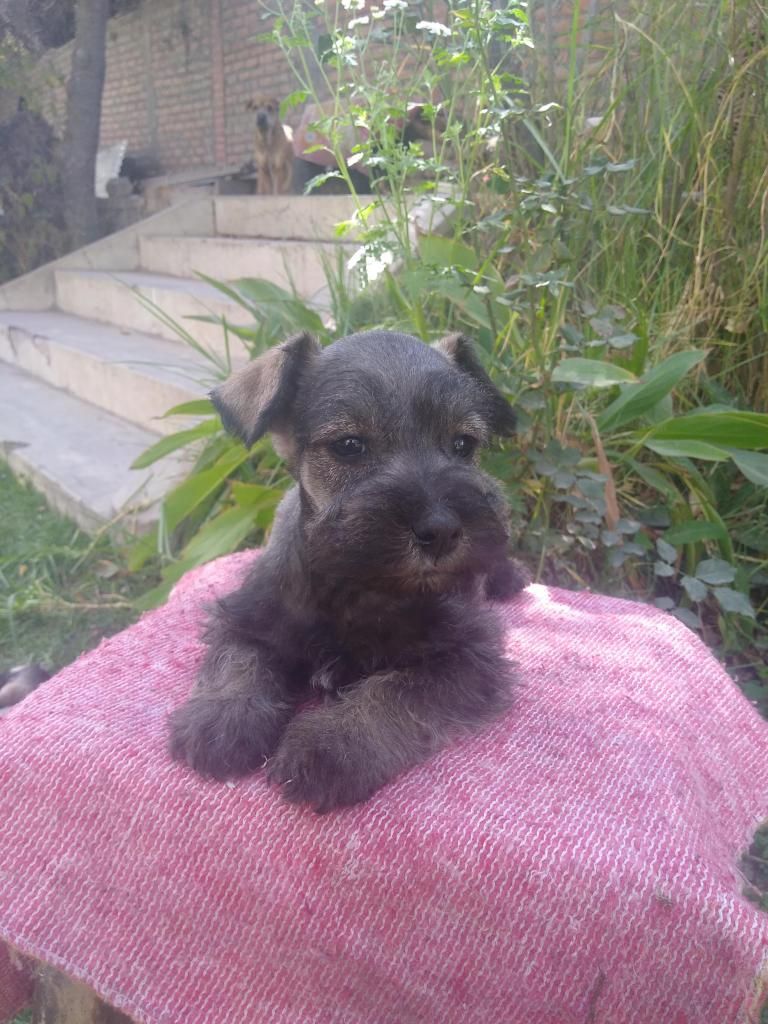 Hermosos cachorros Schnauzer