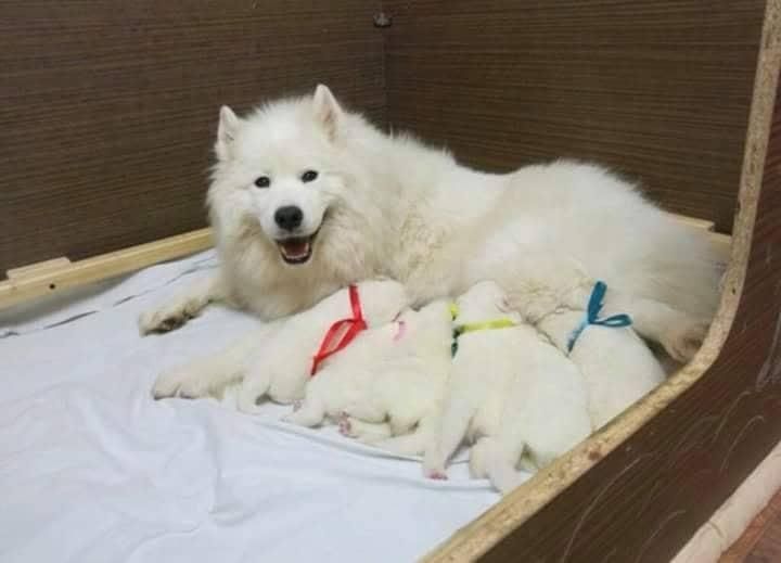 IMPRESIONANTES SAMOYEDOS