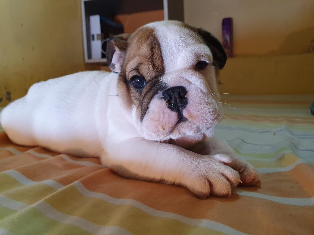 Lindos Machitos Bulldog Ingles