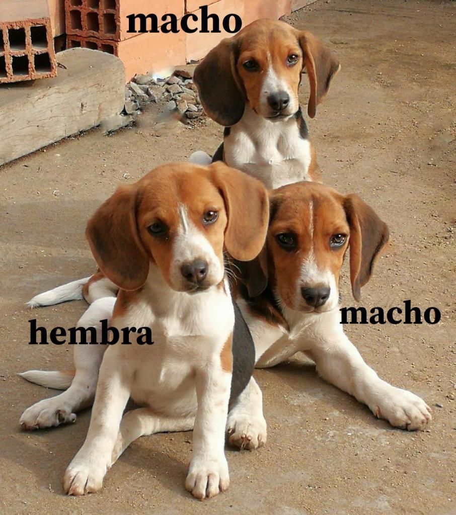 Oferto Cachorritos Beagles