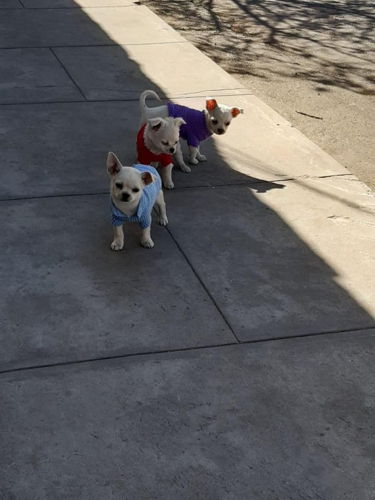 Perritos chihuahua