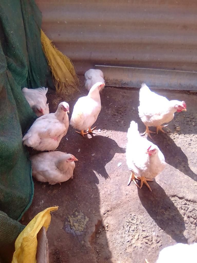 Pollos de Corral