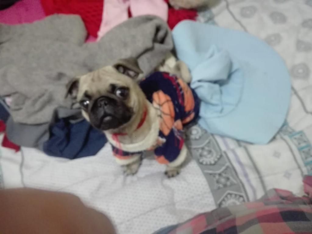 Pug Carlino