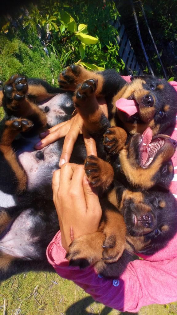 Rottweilers de Linea Alemana