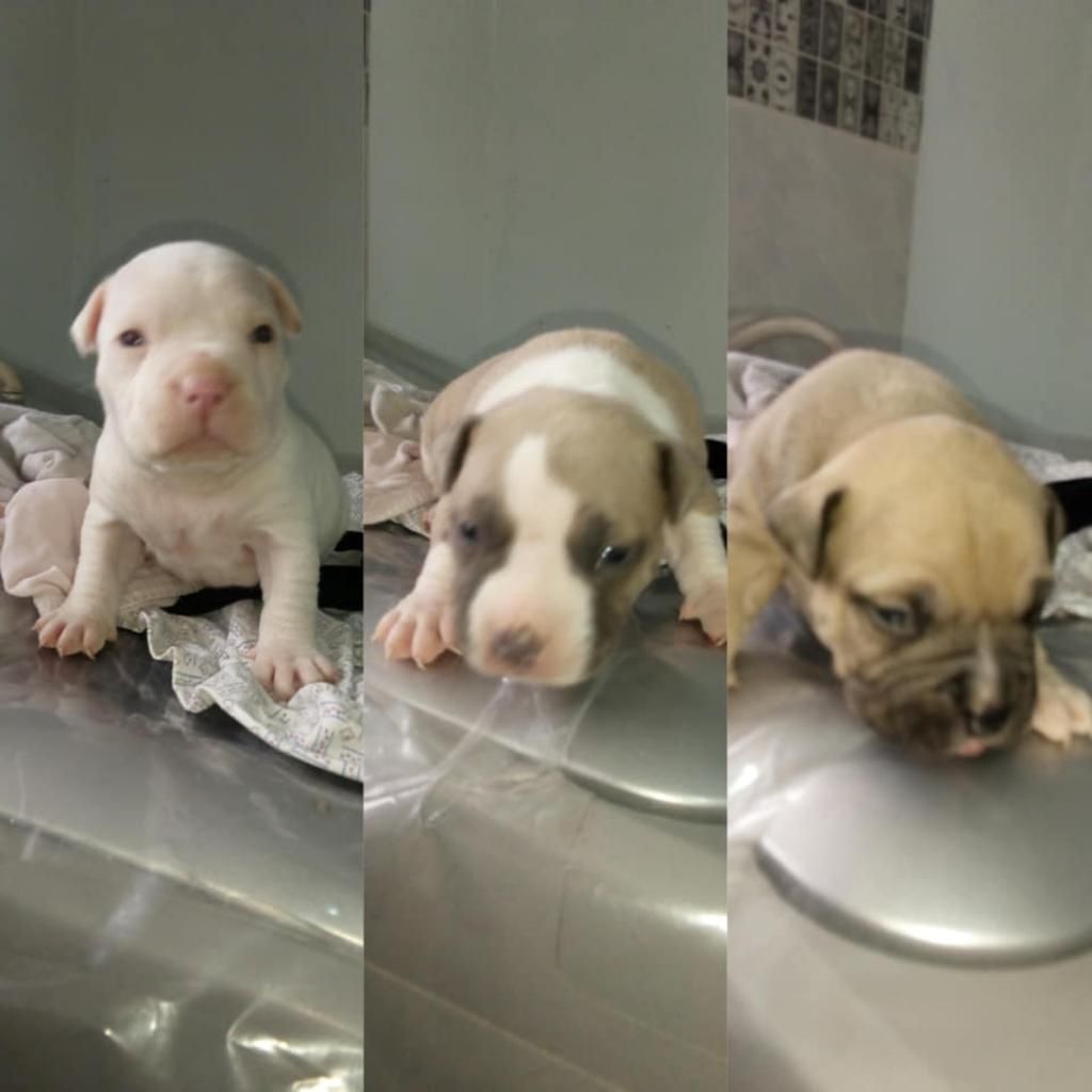 Se Vende Fuxiones Bully