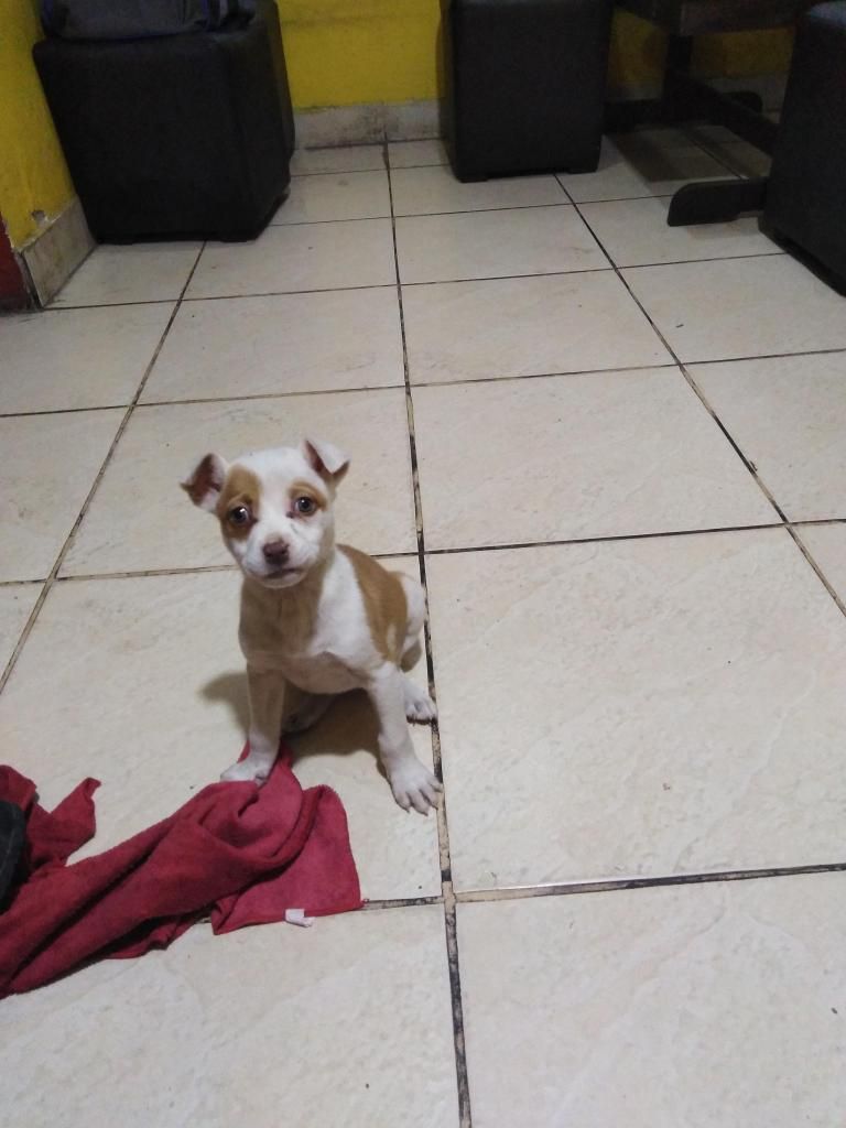 Se busca dueo para linda pitbull hembra 