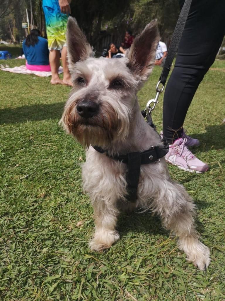 Servicio Monta Schnauzer