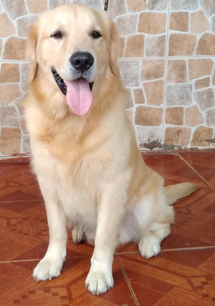 Servicio de Monta Golden Retriever