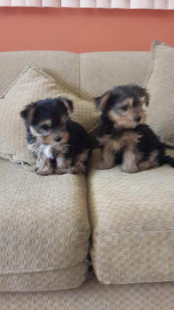 VENDO PERRITOS YORSHIRE DE 45 DIAS.