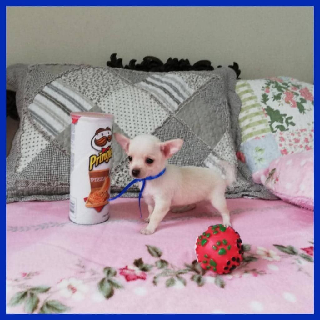 Vendo Bellos Cachorritos Chihuahuas Tea Cup Cabeza De