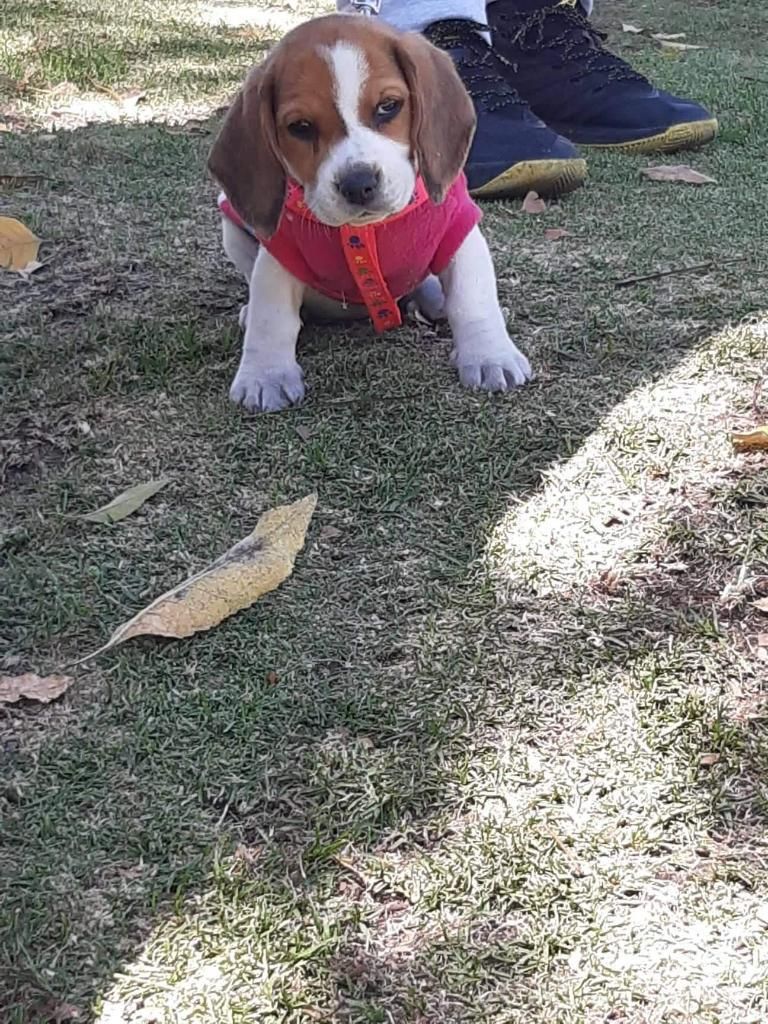 Vendo Cachorra Beagle