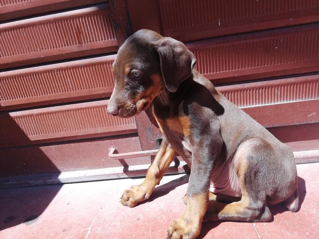 Vendo Hermoso Doberman