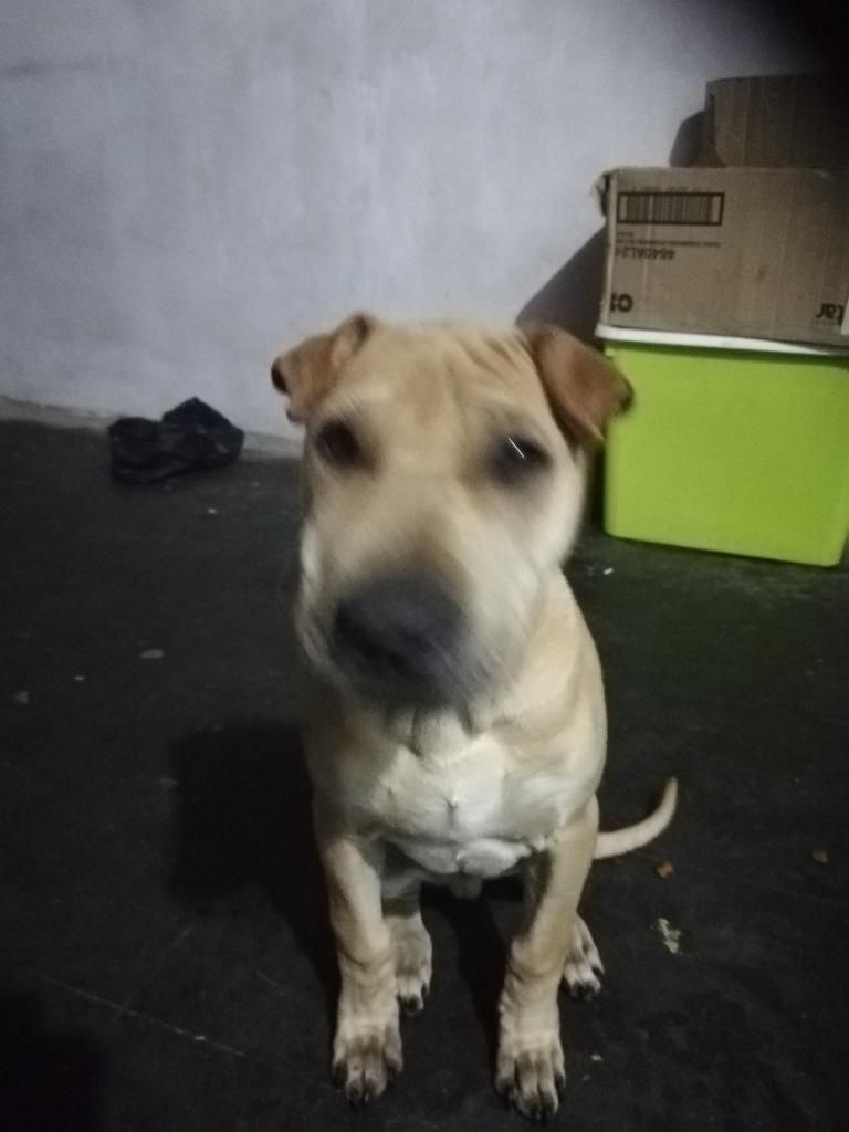 Vendo Ste Perrito X Motivo de Viaje