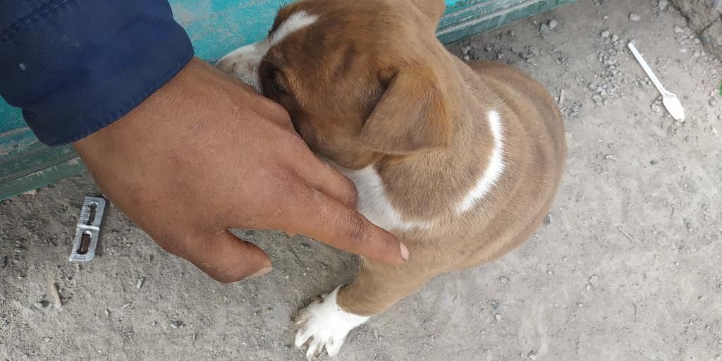 Venta Pitbullb Fusion