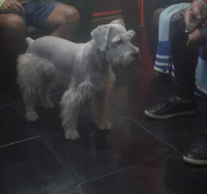 Venta de schnauzer