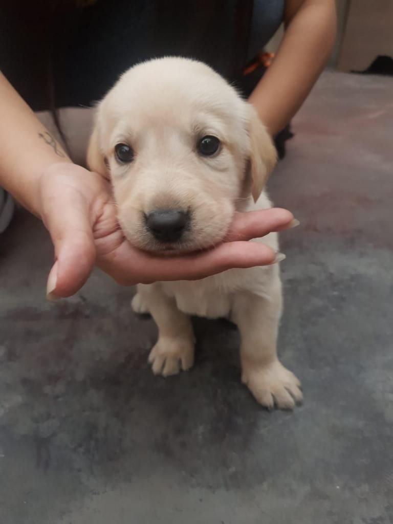 cachorros labradores