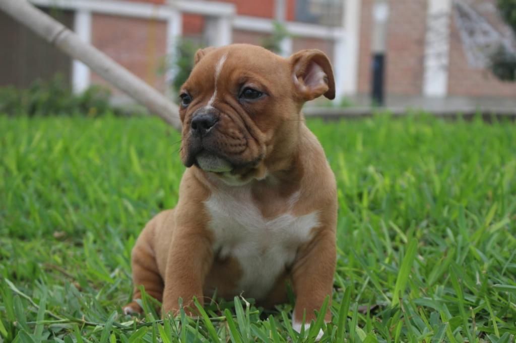 en Venta American Bully Sxotyc