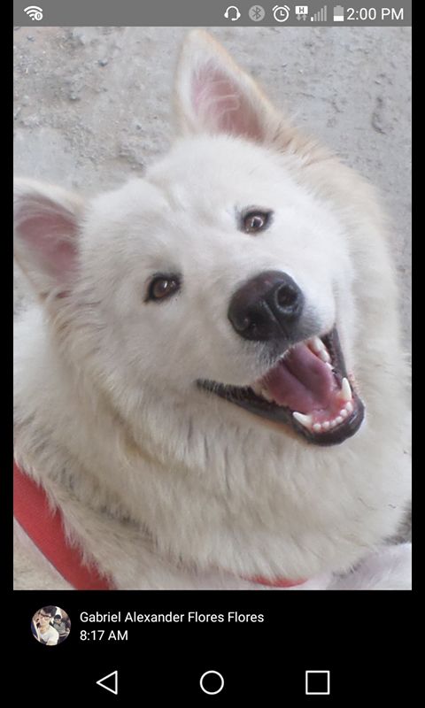 perritos samoyedos blanquitos