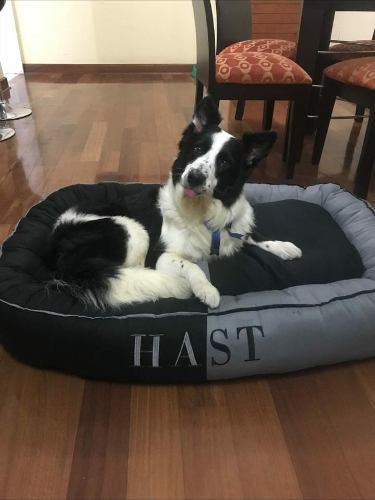 Camas Para Perros Desde 95 Soles