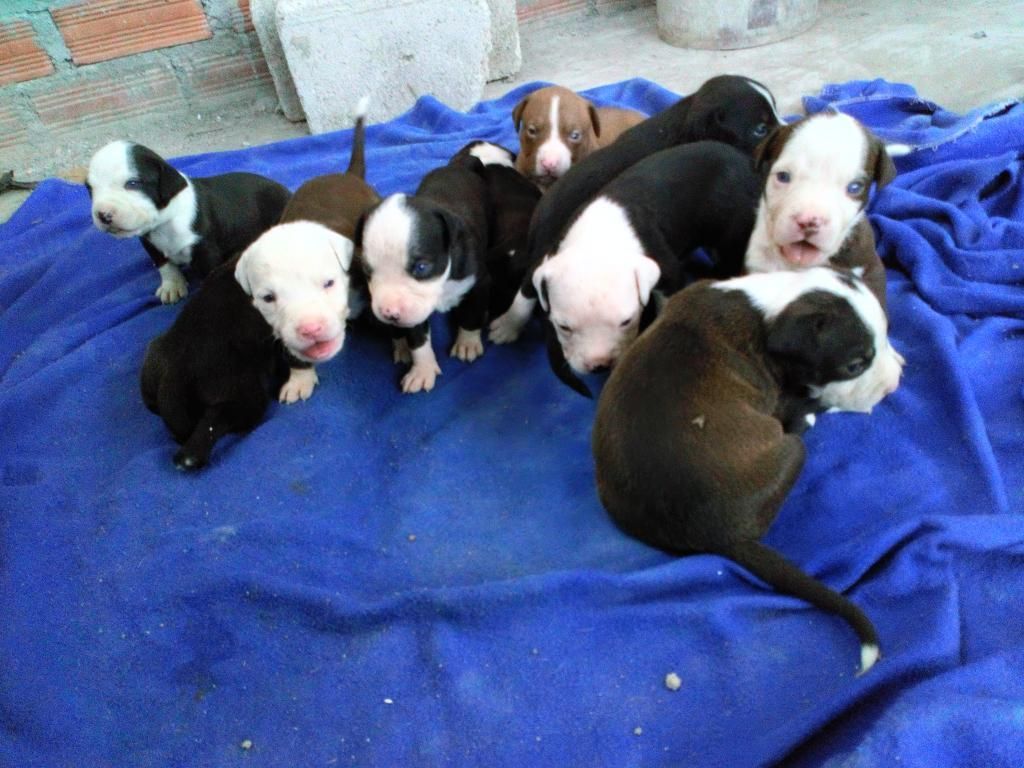 Cachorros Pitbull