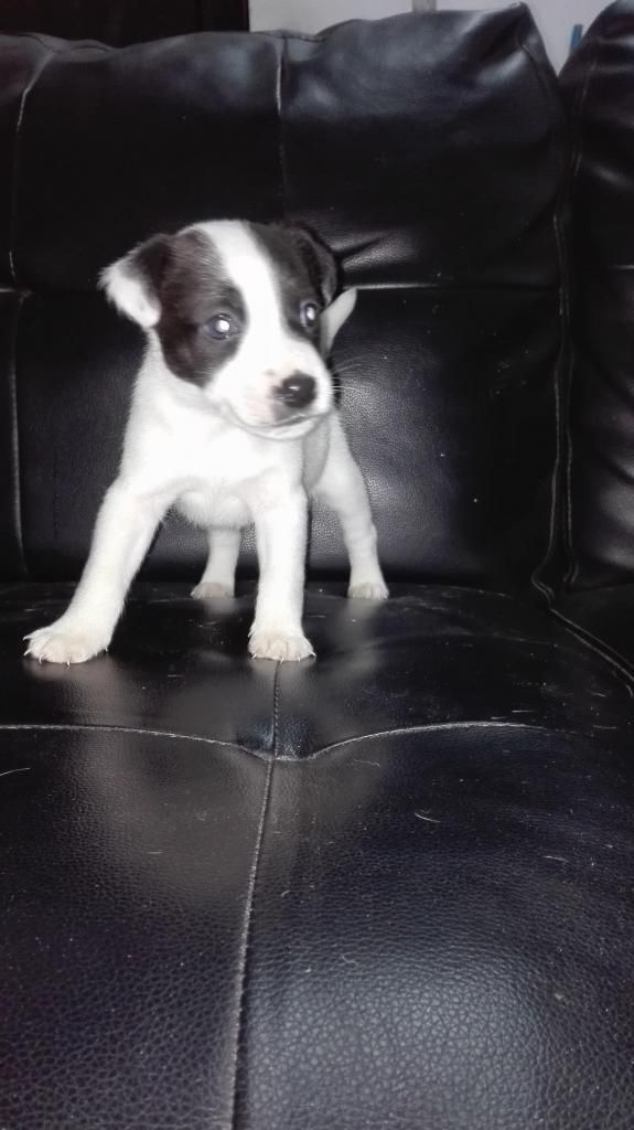 Jack Russell terrier de 1 mes y una semana cel 