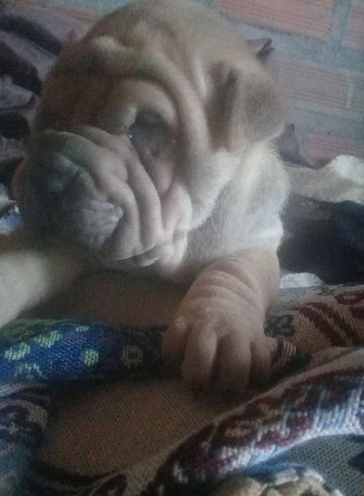 SE VENDE SHARPEI MACHO