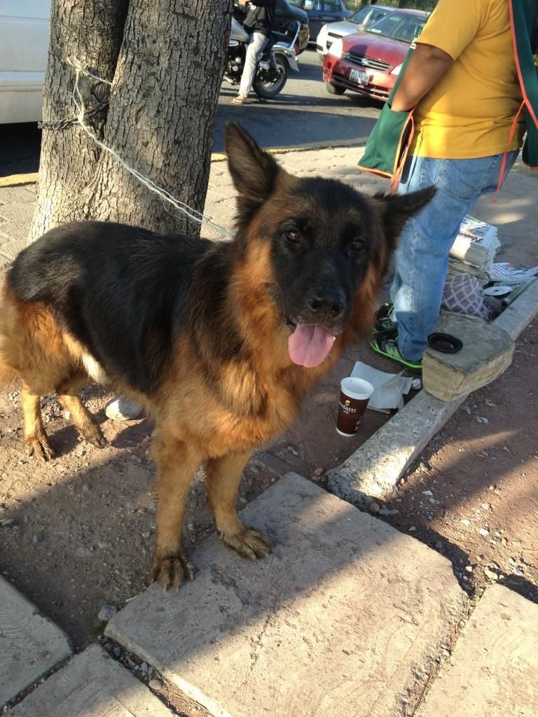 cachorros pastor aleman