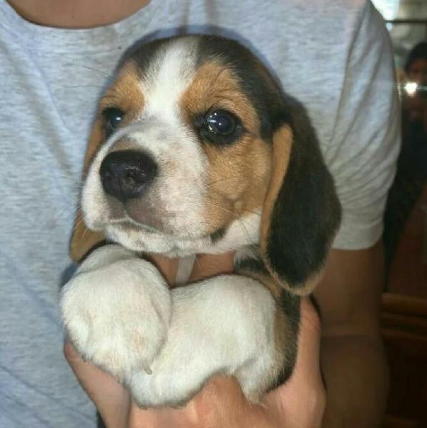 Beagle Hembra