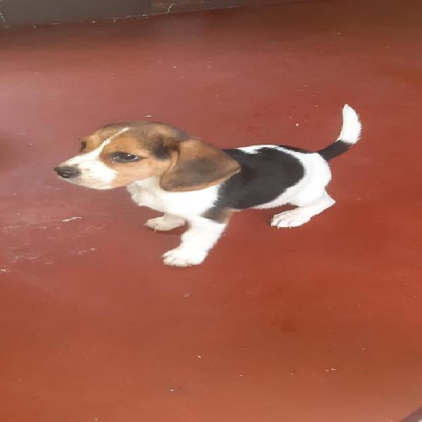 Beagle en Venta