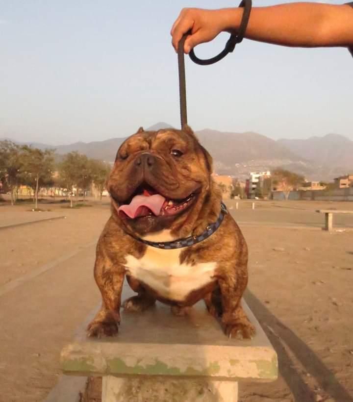 Cachorra bully