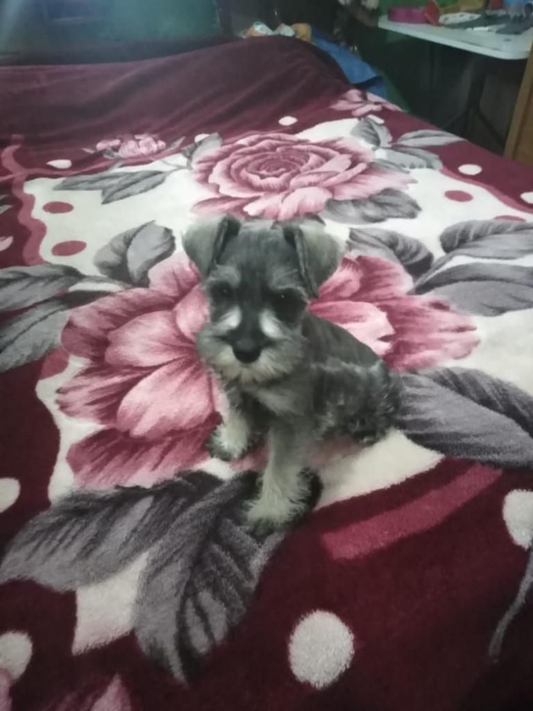 Cachorrito Schnauzer en Venta