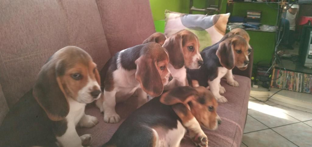 Cachorros Beagle Tricolor 2 Meses Y 3 Semanas