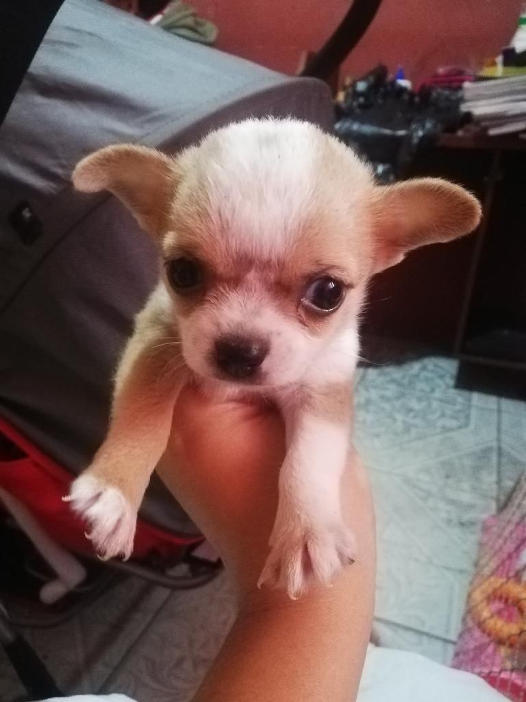 Chihuahua