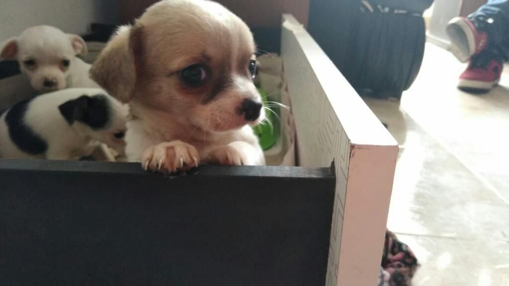 Chihuahua Hembra de 2 Meses