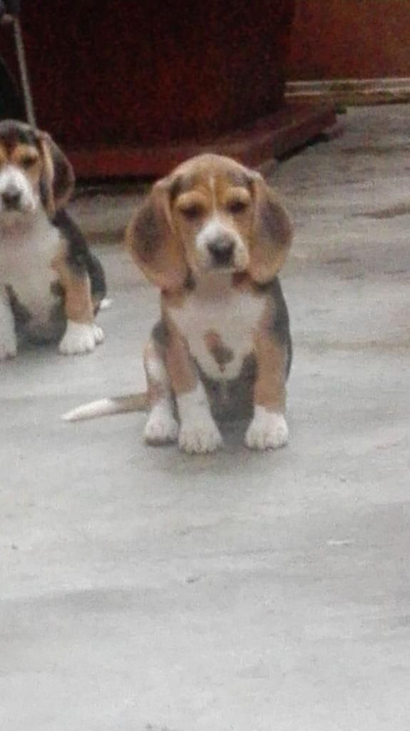 Hermosa Beagle en ocasión