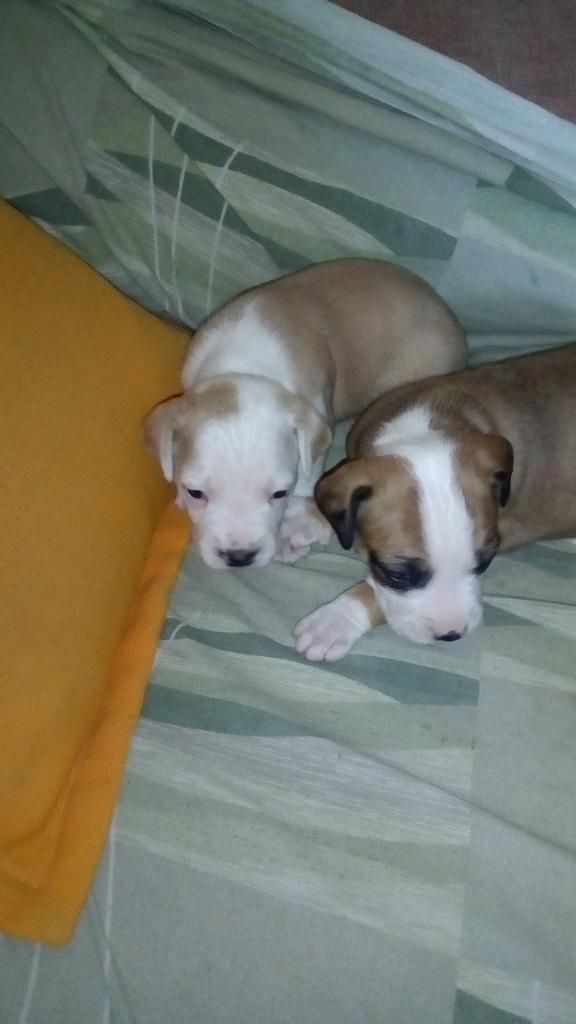 Lindos Cachorros