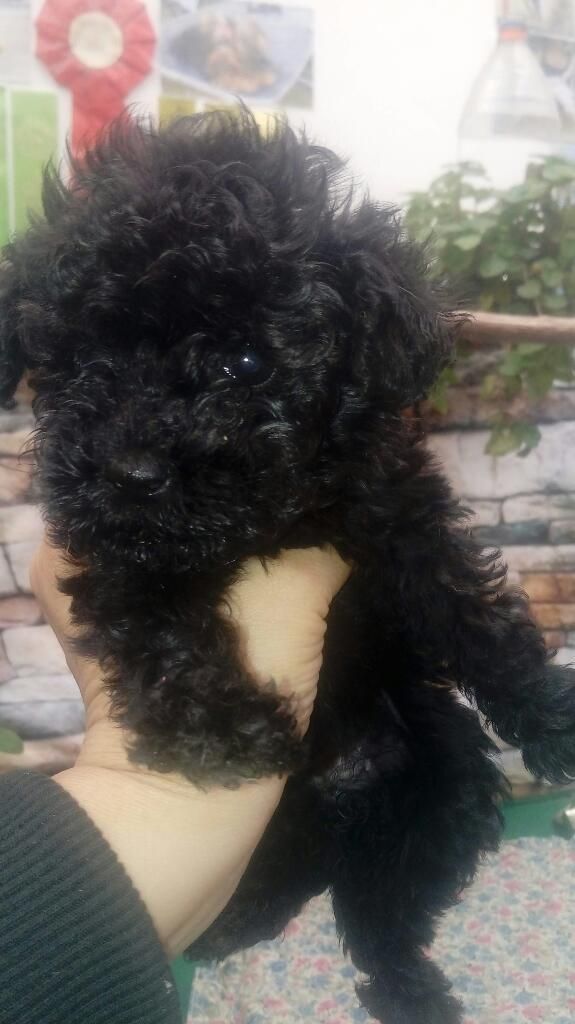 Poodle Toy