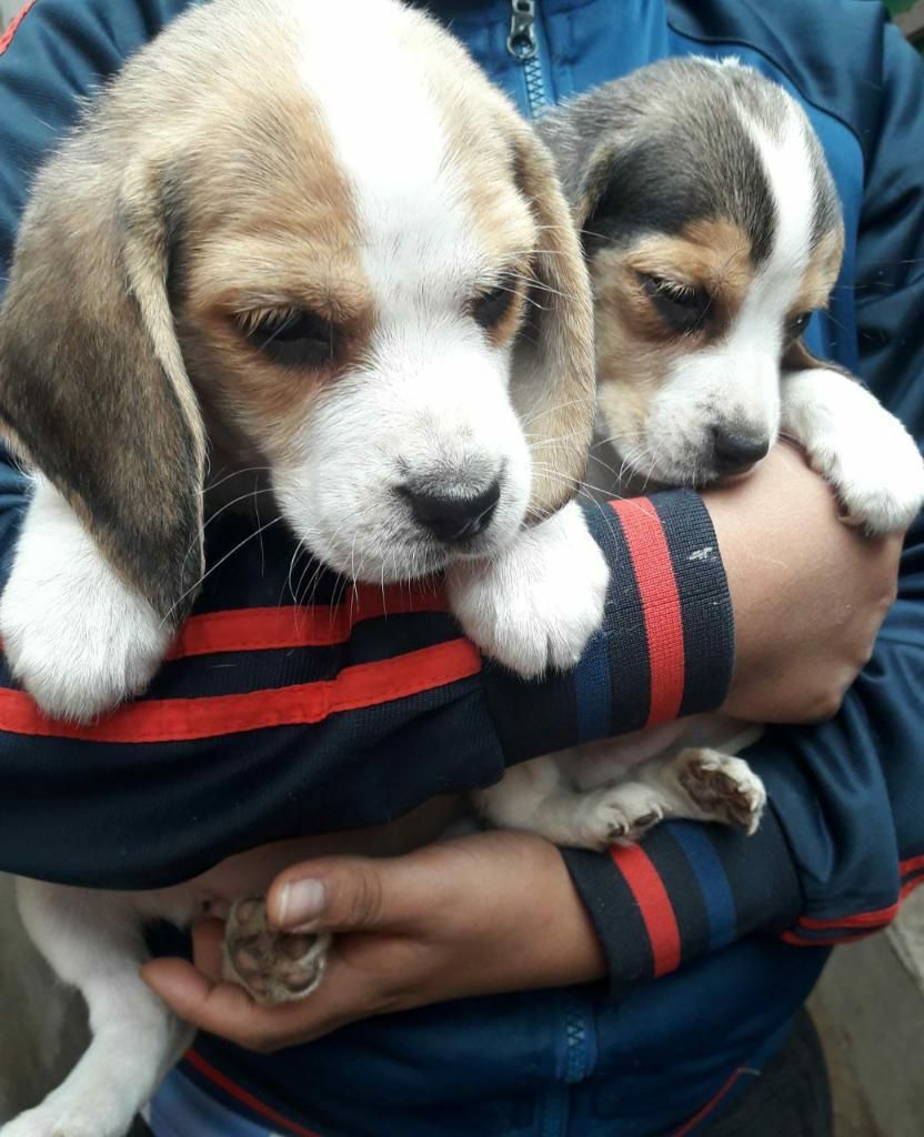 Remato Cachorrito Beagle